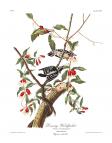 Downy Woodpecker